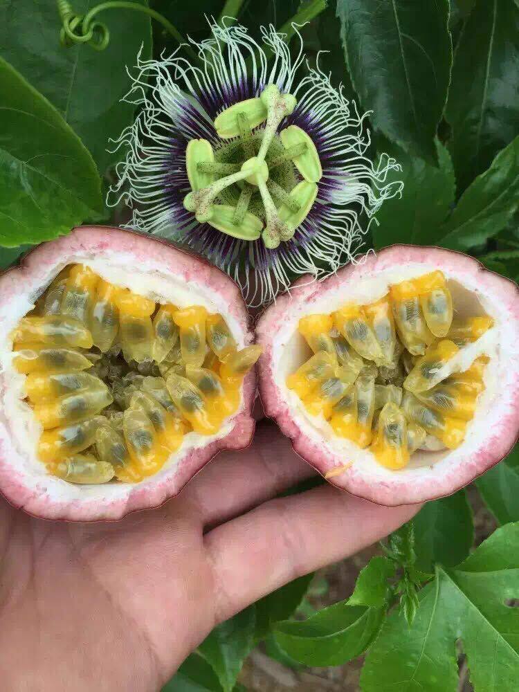 百香果水果新鲜热带广西西番莲鸡蛋果大果30-40个酸爽香甜包邮