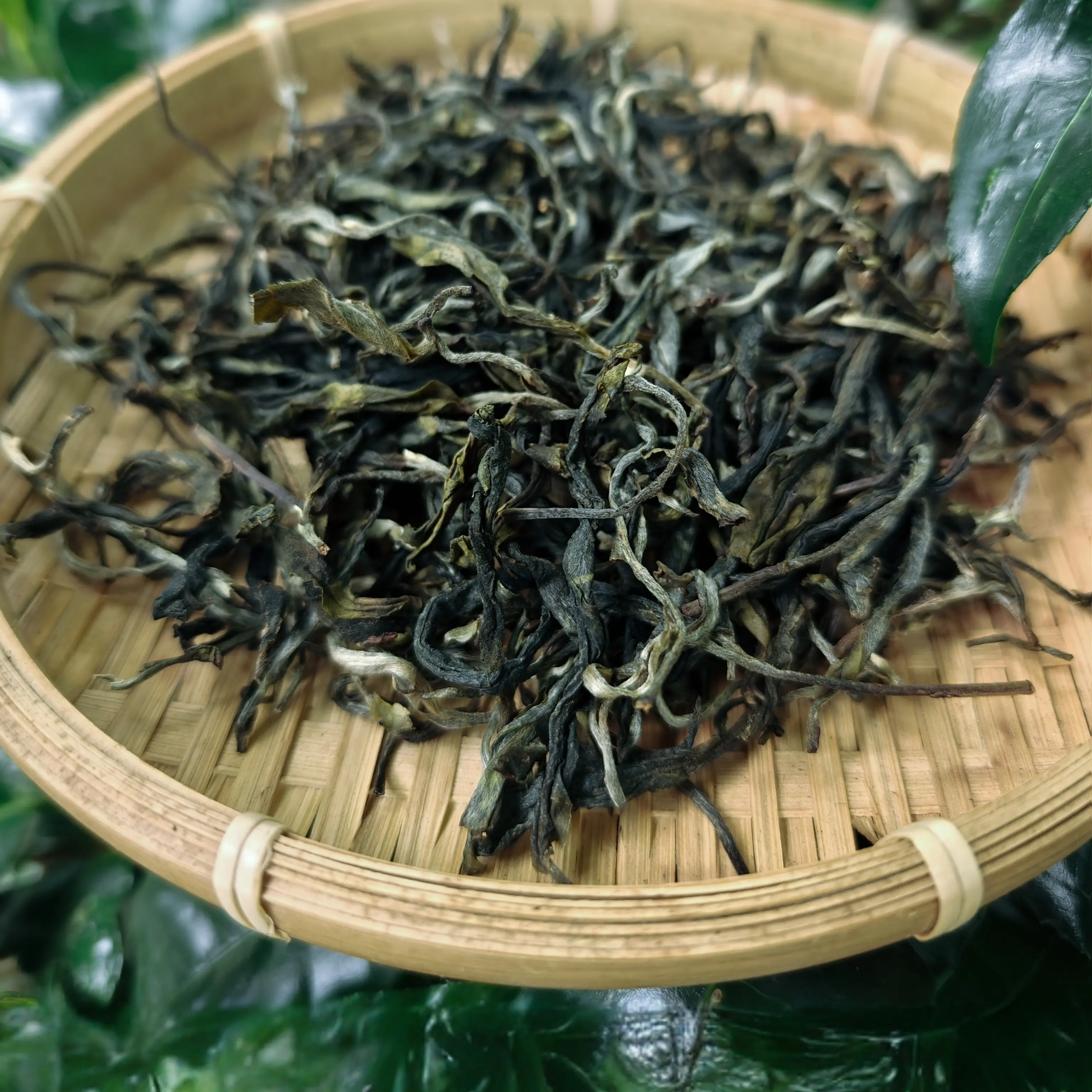易武一线山头挑采古树合集
