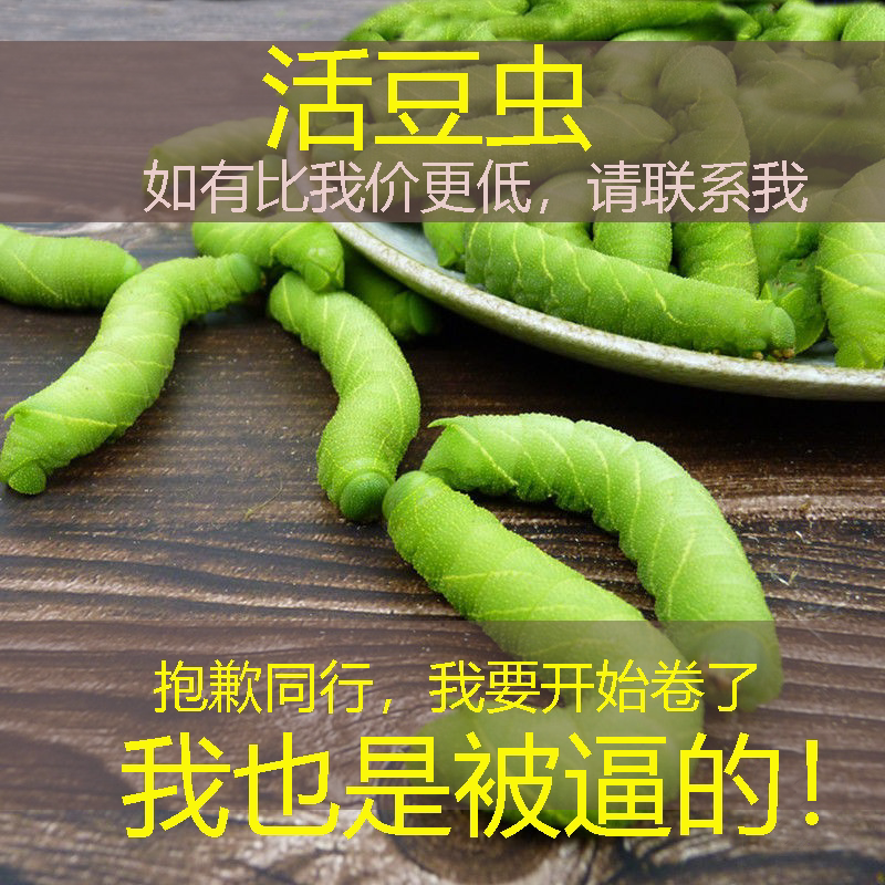 活豆虫灌云豆丹猪儿虫猪儿虫钓鱼鱼饵大青虫豆丹虫老虎虫包邮