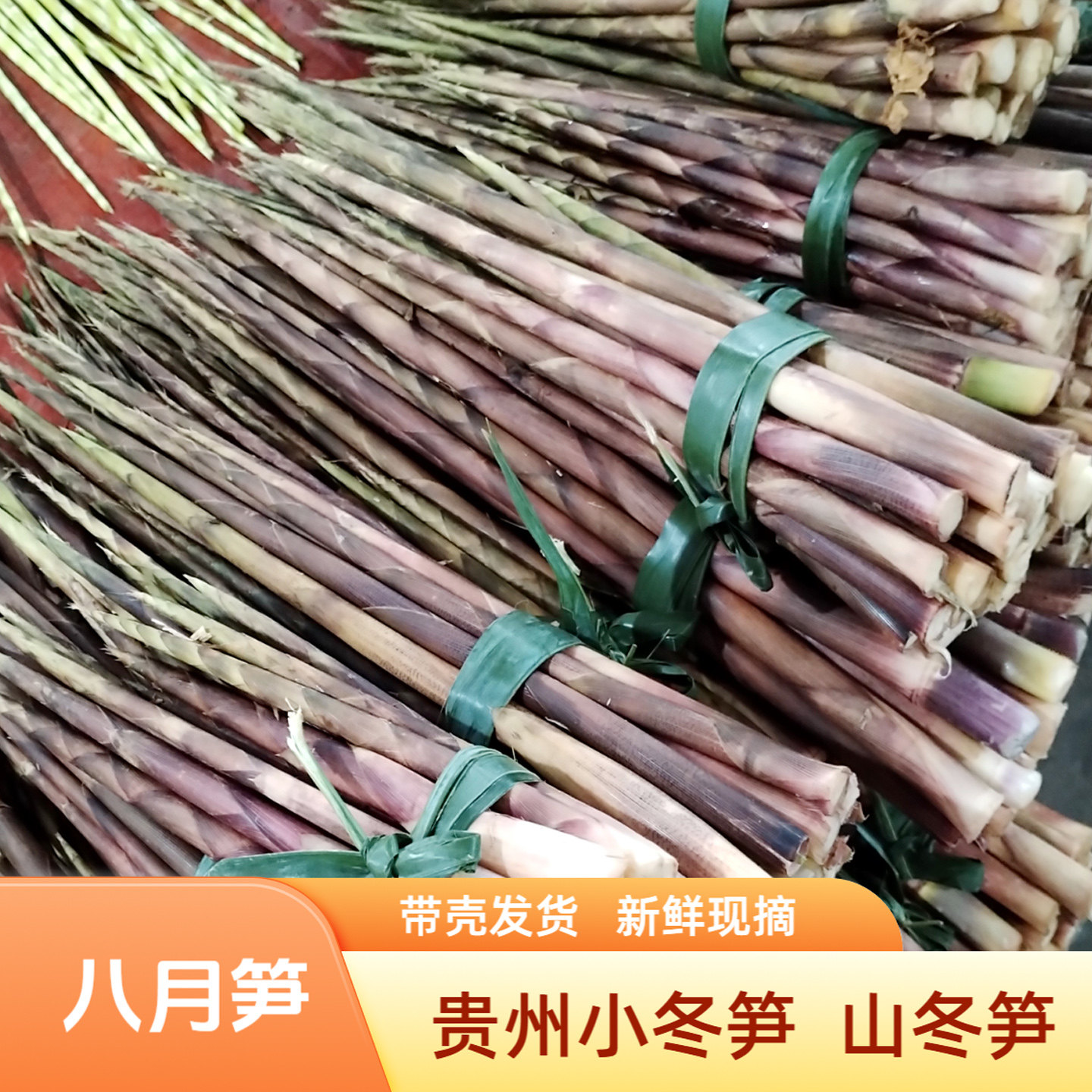 贵州八月笋新鲜冬笋实心笋实足笋带壳发货现摘农家时令山野菜包邮