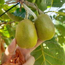 广西正宗乐业红心猕猴桃5斤礼盒装