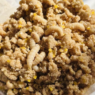 无菌活体玉米虫葡萄蜜虫饲料虫食物大蜡螟蛹茧飞蛾幼虫高蛋白蜜粮