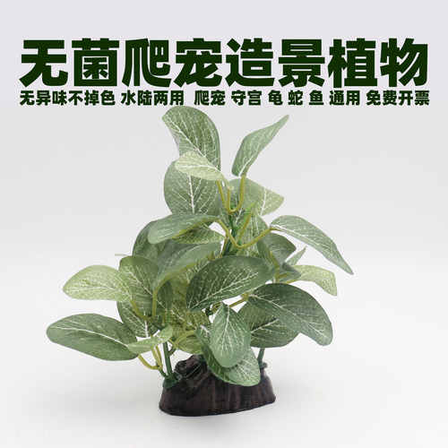 无菌饲养盒造景植物树枝霸王藤木