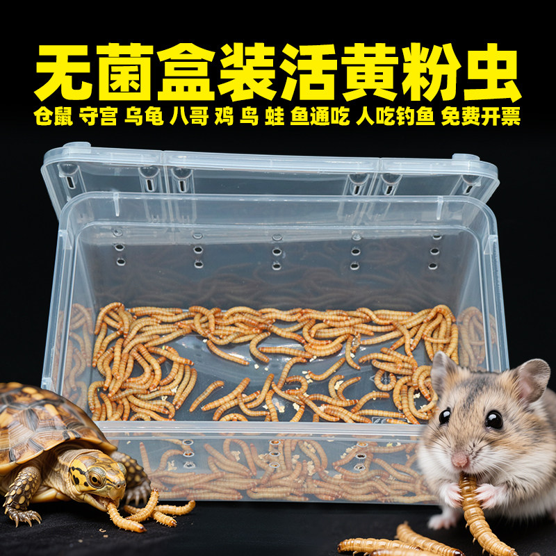 无菌盒装活面包虫黄粉虫钓鱼仓鼠刺猬龙鱼蜘蛛鬃狮乌龟鹦鹉守宫粮