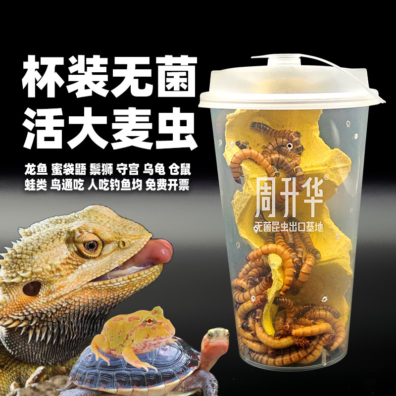 杯装无菌大麦虫活虫特大号一斤养殖盒批发钓鱼小号面包虫饲料饲养