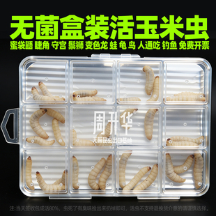 无菌葡萄蜜玉米虫子活体钓饵鱼鸟活蜜袋鼯乌龟守宫蛙食大蜡螟饲料