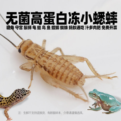 无菌冷冻针头白小蟋蟀爬宠专用粮