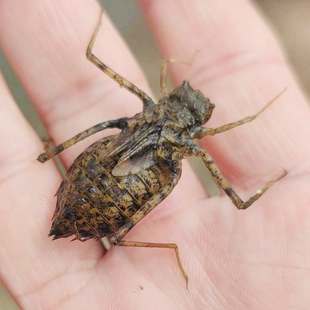无菌蜻蜓幼虫活虫体幼虫卵冷冻蜻蜓标本制作昆虫豆娘鸟树蛙鱼龟粮