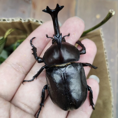 独角仙甲虫异宠另类甲虫巨型幼虫