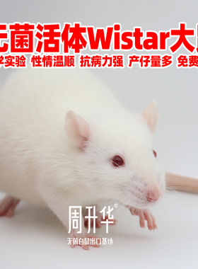 无菌活体wistar大鼠SD大白鼠实验鼠宠物鼠模型鼠动物乌龟蛙粮食物