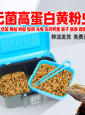 无菌黄粉虫人吃活虫面包虫幼虫卵成虫养殖盒守宫角蛙鬃狮龟仓鼠粮