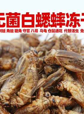 白蟋蟀冻干爬宠粮饲料鬃狮睫角守宫乌龟角姥爷树蛙绣眼鸟八哥粮食
