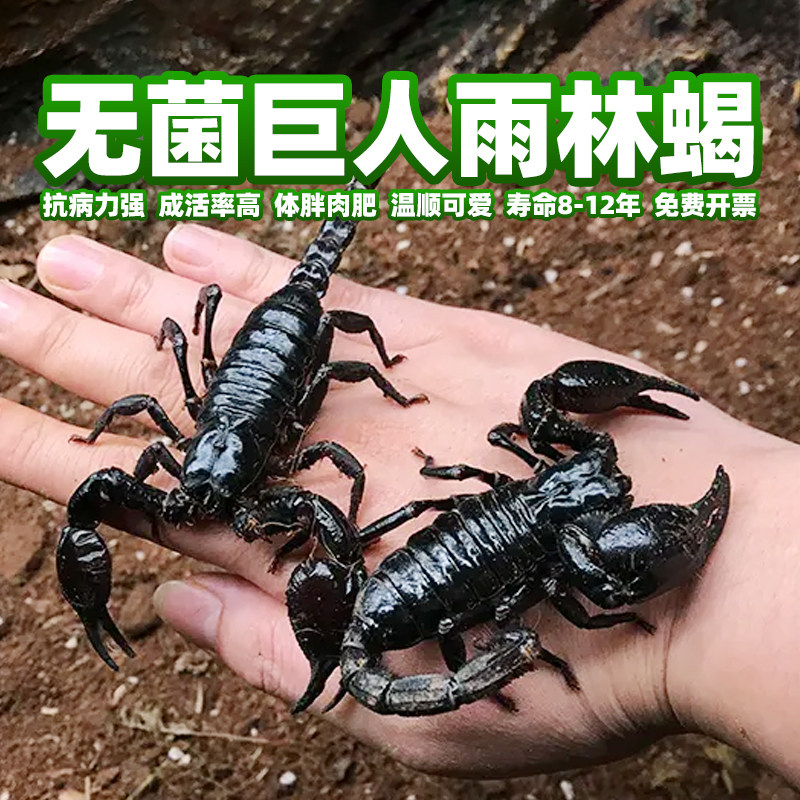 进口无菌巨人亚洲雨林蝎宠物亚洲雨林蝎苗非洲迈索尔印度雨林蝎子