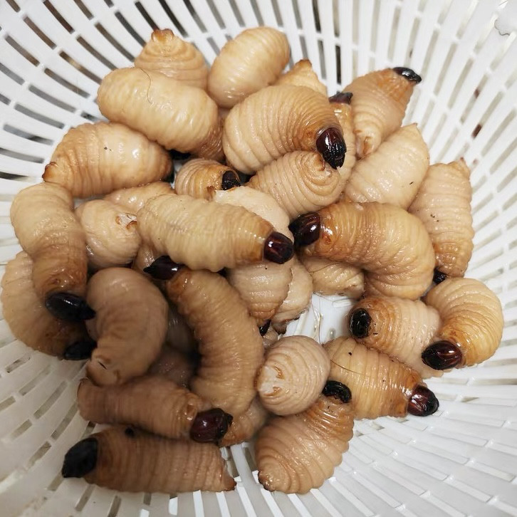 无菌高蛋白活竹虫鲜活竹笋虫活椰子虫皇竹虫新鲜速冻油炸蜜袋鼯粮