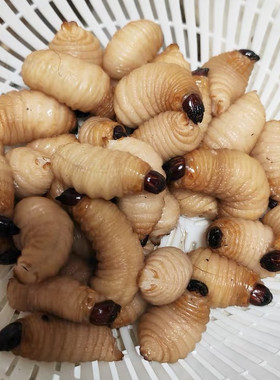 无菌高蛋白活竹虫鲜活竹笋虫活椰子虫皇竹虫新鲜速冻油炸蜜袋鼯粮
