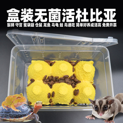 盒装无菌杜比亚蟑螂活虫爬宠饲料