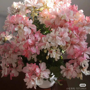 矮生直立天竺葵花苗迷你苏珊娜多季节阳台花园多年生勤花盆栽花卉
