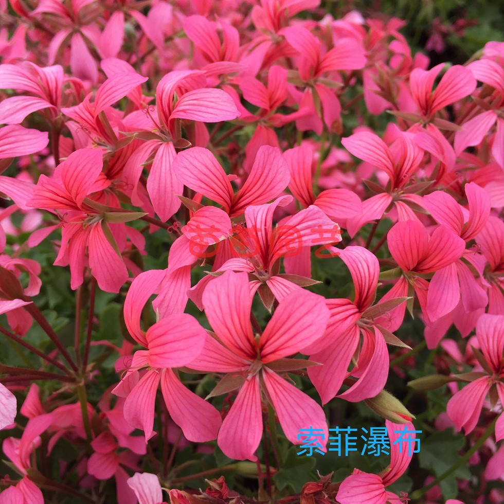 天竺葵花苗索菲瀑布爆花型垂吊天多季节开花阳台花园常绿盆栽花卉