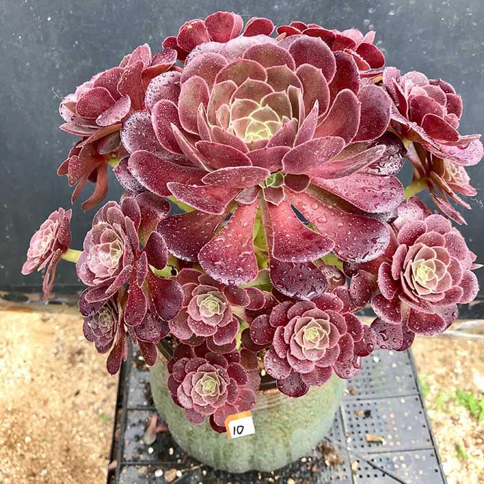 荷兰玫瑰法师多肉植物一物一拍超大盆景防辐射猫九的肉铺满百包邮|ruв категории доставка цветов/цветок моделирования/растения садоводства, цветок/растения в горшках (новый), Суккуленты - от Buy2taobao.com для оказания профессиональной услуги покупки агента Taobao