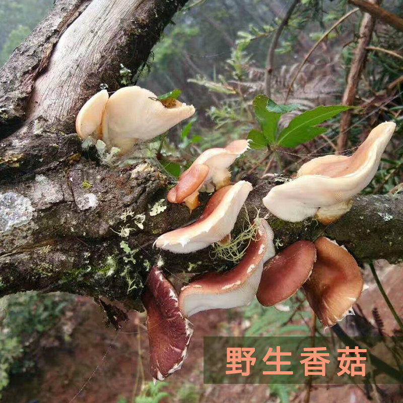 云南哀牢山深山野生香菇干货香菌 香覃 香蕈 香信小香菇天然100克