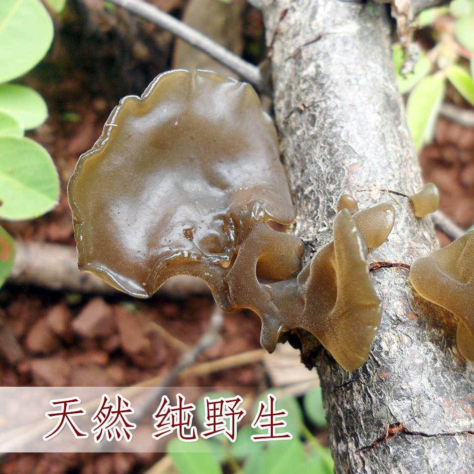 哀牢彝家野生黑木耳云南哀牢山天然生长头水木耳干货100克