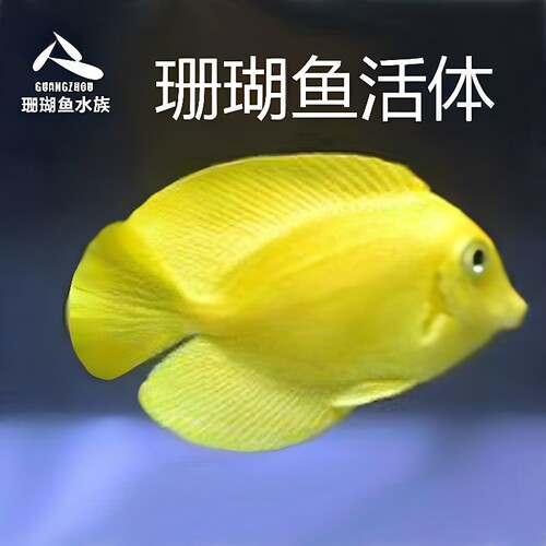 顺丰新款包活印尼倒吊海水鱼缸
