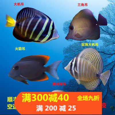 海水鱼帆吊海水鱼小丑鱼