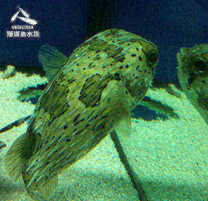 热带印尼进口活体水族宠物