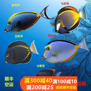 七彩天狗金毛火箭吊倒吊类食藻除藻海水鱼活体海水缸观赏鱼小丑鱼