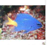 Tropical aquarium pet Marine fish bicolor yellow-tailed blue Magic Marine fish tank Tropical fish pet live ornamental fish thumbnail 2