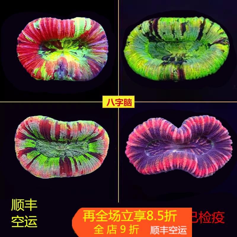 海水珊瑚活体澳洲甜甜圈彩虹糖果脑巴厘脑彩色油彩开放脑八字脑