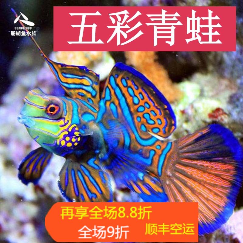 海水青蛙海水鱼活体珊瑚鱼五彩青蛙红青蛙圆点金翅火麒麟五彩青蛙