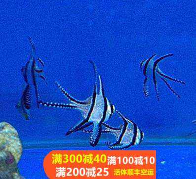 热带水族宠物海水鱼 梦幻玫瑰 热带鱼宠物活体观赏鱼巴黎天使