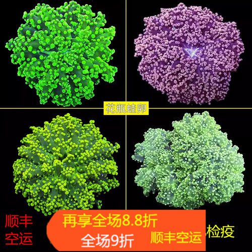 荧光绿花瓶双色紫提子珊瑚
