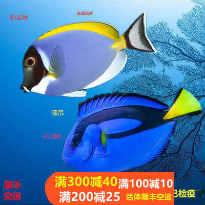 蓝吊鱼粉蓝吊海水观赏鱼多莉鱼尼莫鱼活体海水缸活体已检疫秒颗粒