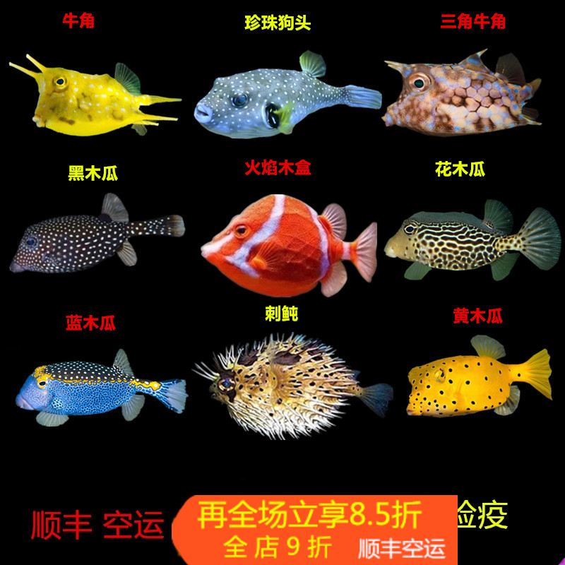 牛角六角金木瓜鱼狗头箱鲀海水鱼活体珊瑚活体海水缸已检疫吃管虫