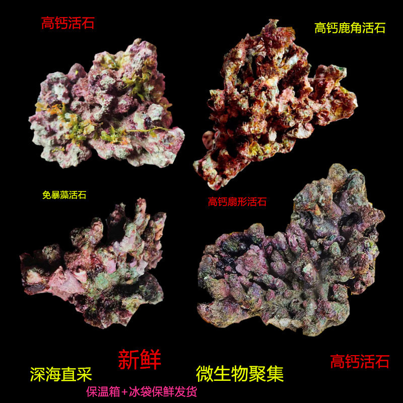 活石免爆藻深海活石海水造景