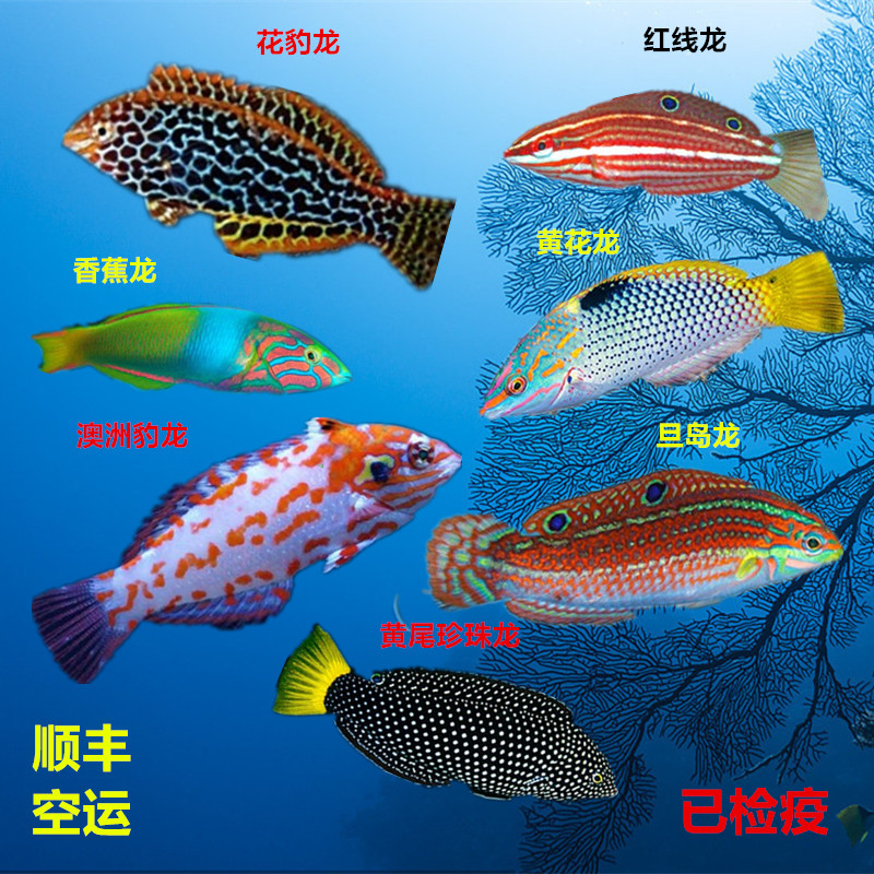 海水鱼小丑鱼龙鱼吃蚓螺钻沙