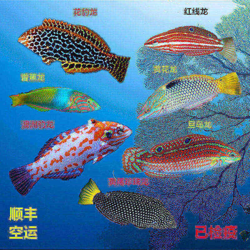 海水鱼小丑鱼龙鱼吃蚓螺钻沙