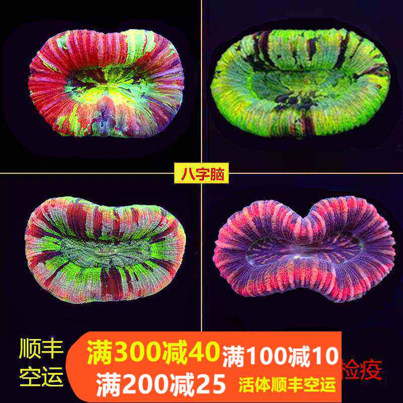 海水珊瑚活体澳洲甜甜圈彩虹糖果脑巴厘脑彩色油彩开放脑八字脑