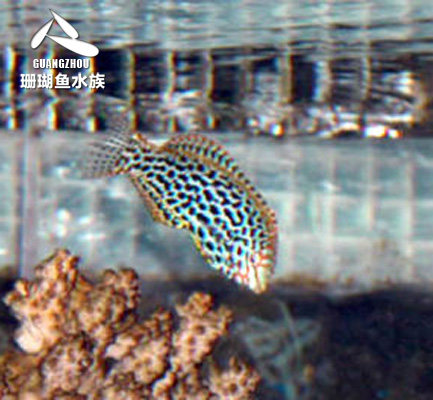 海水鱼 海水观赏鱼活体珊瑚 热带鱼宠物鱼小丑神仙鱼豹纹花豹龙