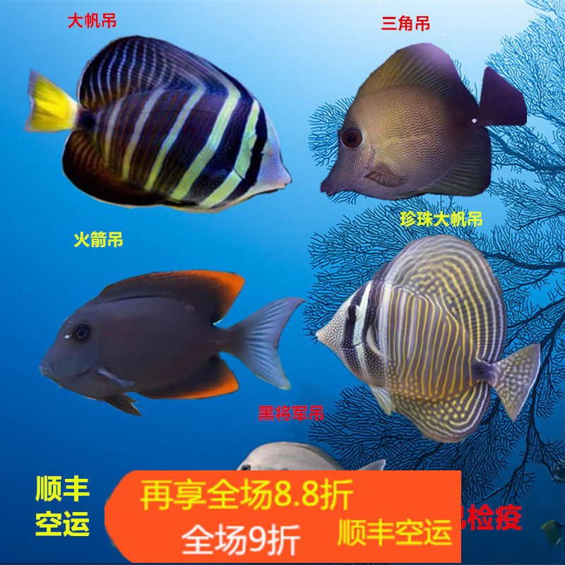 海水鱼帆吊海水鱼小丑鱼