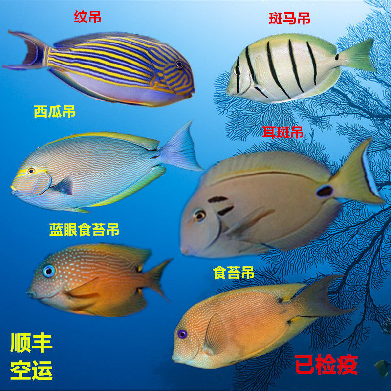 斑马吊西瓜吊耳斑吊食苔吊食藻倒吊鱼海水鱼活体海水缸检疫小丑鱼