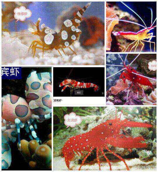 清洁虾海水虾火焰虾薄荷虾