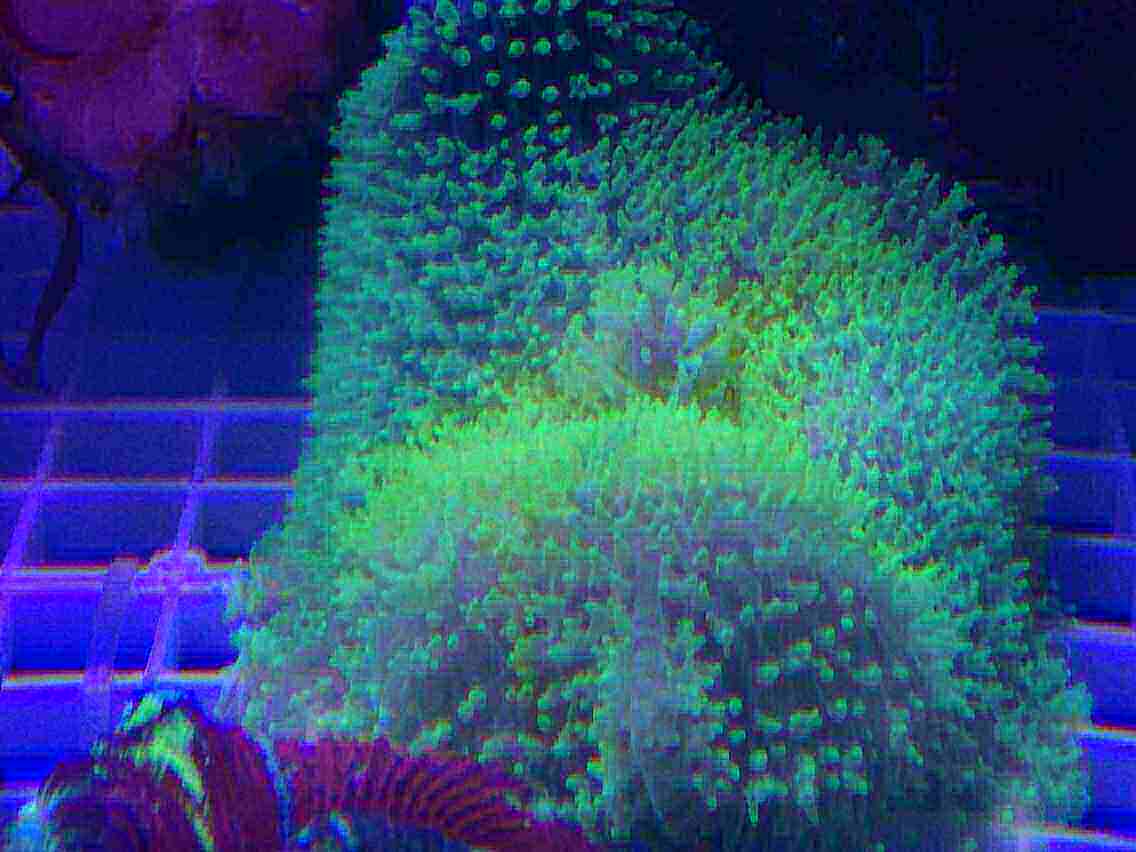 海水鱼 海水观赏鱼活体珊瑚 热带鱼宠物鱼海水神仙鱼荧光绿虎耳菇