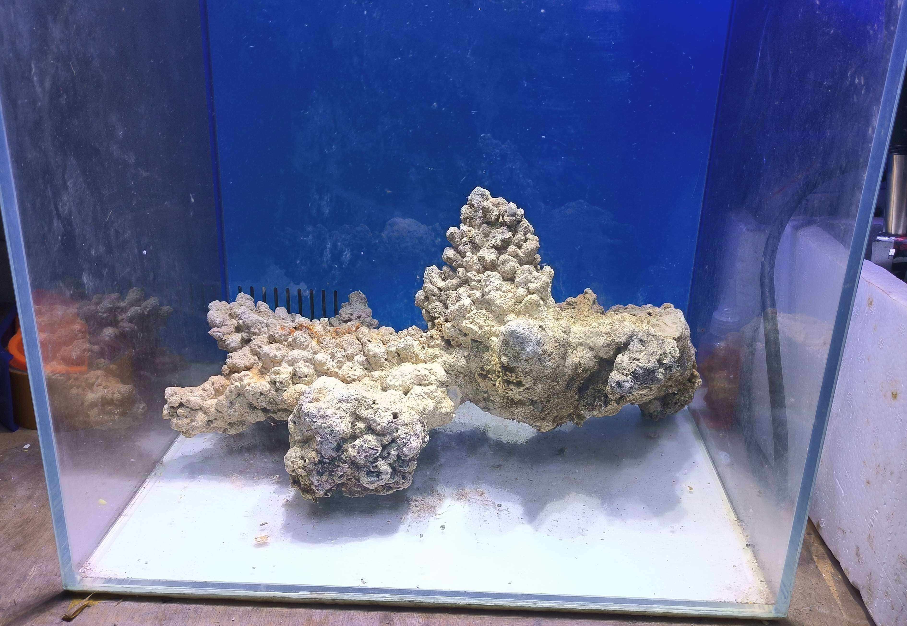 鱼缸枝状造景石 免爆藻水族箱海缸三湖慈鲷缸鹿角造型石