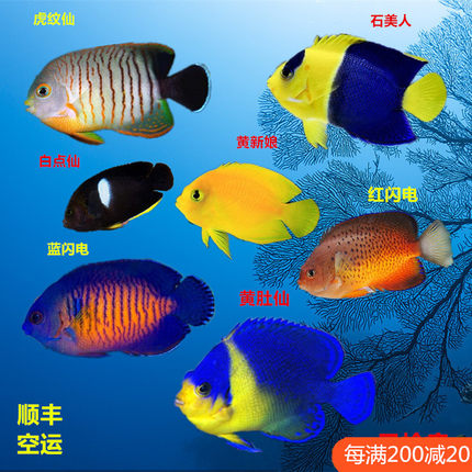 石美人白点仙黄新娘红蓝闪电虎纹仙海水鱼活体海水缸已检疫小丑鱼