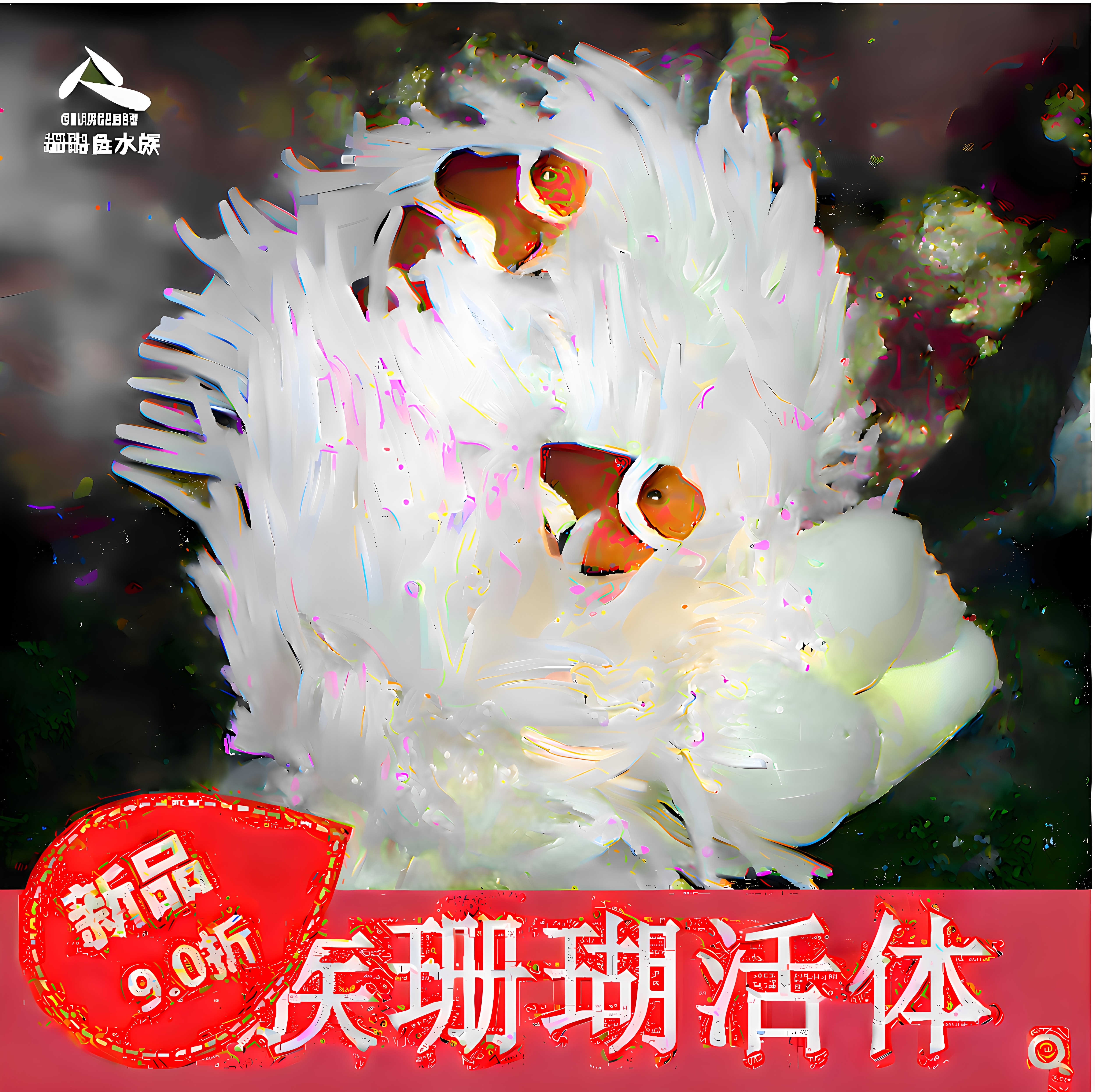 紫点白黄奶嘴海葵珊瑚小丑鱼共生