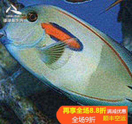 海水鱼热带水族宠物 红线一字吊 海水鱼缸热带鱼宠物活体观赏鱼