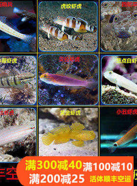 钻石哨兵黄金虾虎金头白虾虎四驱车贝拉金剪刀虾虎翻砂清理小丑鱼